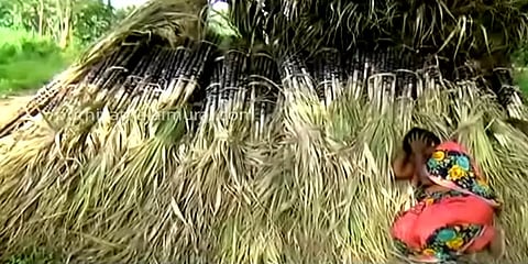 ”இடைத்தரகர்களை நம்பி ஏமாந்துவிட்டோம்’’-கண்ணீர் வடிக்கும் கடலூர் பன்னீர் கரும்பு விவசாயிகள்