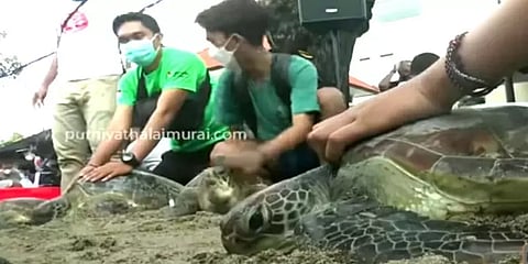 இந்தோனேஷியா: கடத்தல் காரர்களிடம் இருந்து மீட்கப்பட்டு கடலில் விடப்பட்ட அரியவகை ஆமைகள்