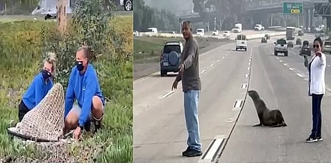 அமெரிக்காவில் பரபரப்பான நெடுஞ்சாலையில் உலாவிய கடல் சிங்கம் - வைரல் புகைப்படம்