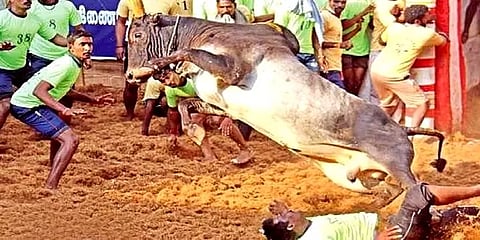 மதுரை: அலங்காநல்லூர் ஜல்லிக்கட்டு - சிறப்பு பூஜைகளுடன் நடப்பட்ட முகூர்த்தக்கால்