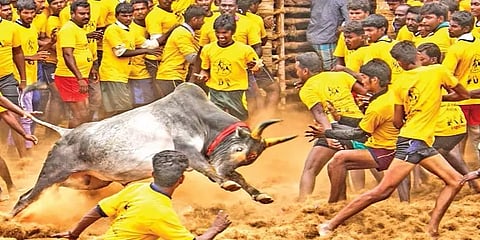 ஜல்லிக்கட்டு: 150 பார்வையாளர்களுக்கு மட்டும்அனுமதி-2 டோஸ் தடுப்பூசி போட்டிருப்பது கட்டாயம்