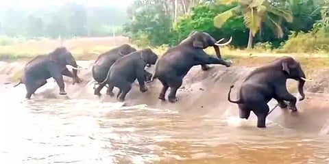 கர்நாடகா: தண்ணீர் குடித்துவிட்டு நதிநீர் கால்வாயில் சிக்கித்தவித்த காட்டு யானைகள்