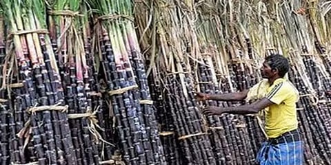 நெருங்கும் பொங்கல் பண்டிகை: கோயம்பேடு மார்கெட்டில் கரும்பு விற்பனை மந்தம்