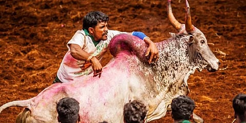 மதுரையில் ஜனவரி 17-ம் தேதிக்கு மாற்றப்படுகிறது ஜல்லிக்கட்டு போட்டி: ஆட்சியர் தகவல்