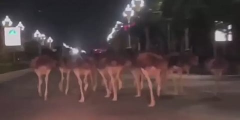 சீனா; நள்ளிரவில் நகர வீதியில் உலா வந்த நெருப்புக் கோழிகள்: வியந்து போன வழிபோக்கர்கள்!