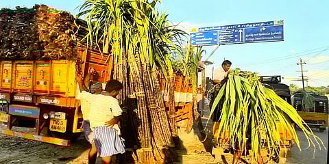 நெல்லை: பொங்கல் கரும்பு விற்பனை மந்தம் - வியாபாரிகள் வேதனை