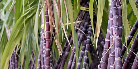 கைதிகள் பயிரிட்டு அறுவடை செய்த கரும்புகள்! திருச்சி மத்திய சிறை அங்காடியில் அமோக விற்பனை