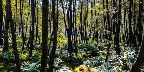 இந்தியாவில் கடைசி இரண்டு வருடத்தில் காடுகளின் பரப்பு 2261 சதுர கி.மீ அதிகரிப்பு