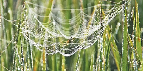 பாம்பு, மண்புழு வரிசையில் விவசாயிகளின் உற்ற தோழனாக உதவும் சிலந்தி