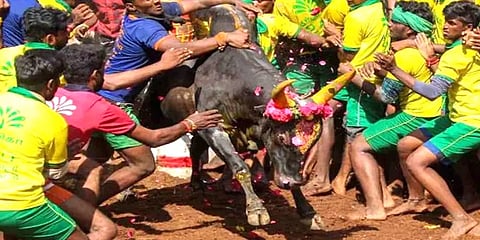 மதுரை: அவனியாபுரம் ஜல்லிக்கட்டு - புகாரை அடுத்து மாடுபிடி வீரர்களுக்கு மரியாதை