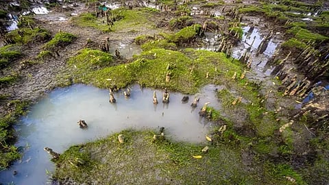 சுந்தரவனக் காடுகள்