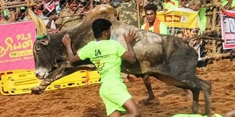 பாலமேடு ஜல்லிக்கட்டு: 2 வீரர்கள் சீருடையை மாற்றி முறைகேடாக விளையாடியது கண்டுபிடிப்பு