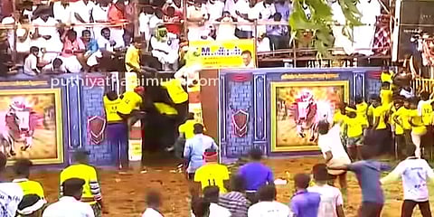 நீயா நானா: காளையும் காளையரும் மல்லுக்கட்டும் சூரியூர் ஜல்லிக்கட்டு