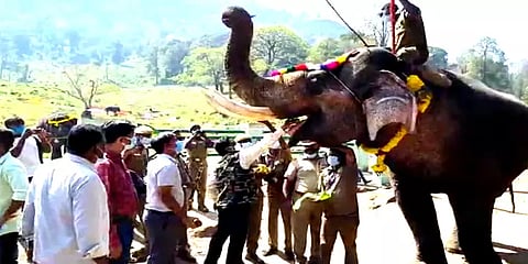 பொள்ளாச்சி: டாப்சிலிப்பில் அரசு சார்பில் கொண்டாடப்பட்ட யானை பொங்கல்