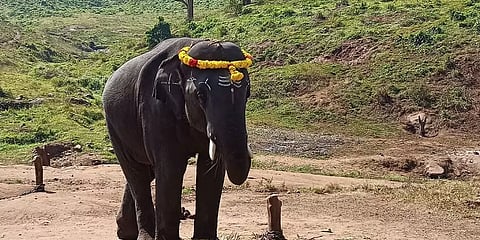 யானையால் கொல்லப்பட்ட பாகன் குடும்பத்துக்கு நிவாரணம் கேட்டு கோரிக்கை