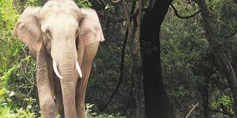 பட்டா நிலங்களில் கூட்டமாக உலவும் காட்டு யானைகள்: மக்கள் அச்சம்