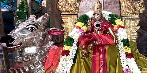 தை தெப்பத் திருவிழா: வெள்ளி ரிஷப வாகனங்களில் உலா வந்த மதுரை மீனாட்சியம்மன்