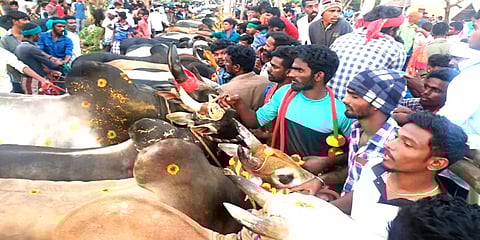 புதுக்கோட்டை: வன்னியன்விடுதி ஜல்லிக்கட்டு - இன்னும் சற்று நேரத்தில் ஆரம்பம்