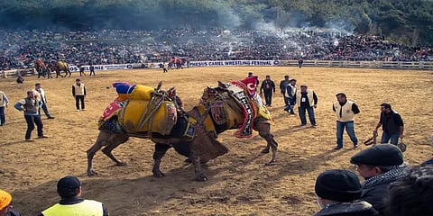 துருக்கியில் விறுவிறுப்பாக நடந்த சர்வதேச ஒட்டகச் சண்டை