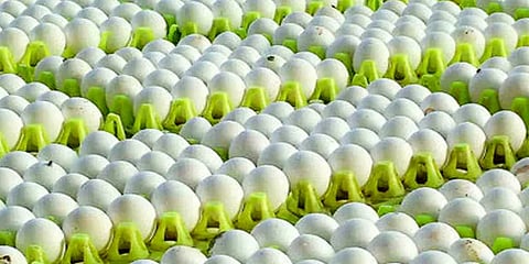 நாமக்கல்: முட்டை கொள்முதல் விலை சரிவு - ஒரே நாளில் 10 காசுகள் குறைவு