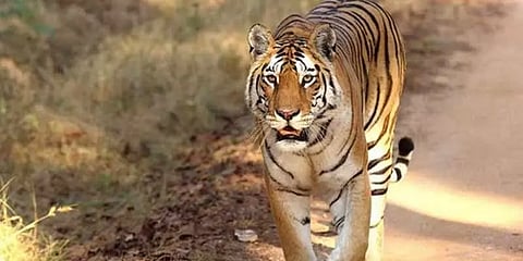 பென்ச் புலிகள் காப்பகத்தின் ராணி - ‘காலர்வாலி’ பெண் புலி மரணம்