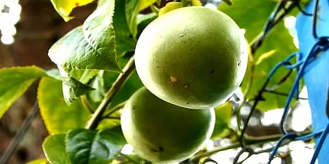 கொடைக்கானல்: அழிவின் விளிம்பில் உள்ள தாட்பூட் பழங்களை மீட்டெடுக்க விவசாயிகள் கோரிக்கை