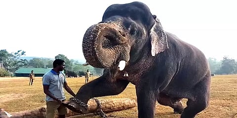 நீலகிரி: கும்கி யானையாக மாற்றப்படும் முரட்டு குணம் கொண்டு சங்கர் யானை