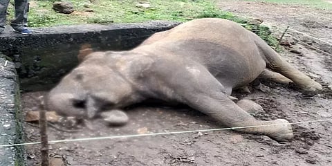 மின்கம்பியால் வனவிலங்குகள் உயிரிழந்தால் டான்ஜெட்கோதான் பொறுப்பு : பசுமை தீர்ப்பாயம்