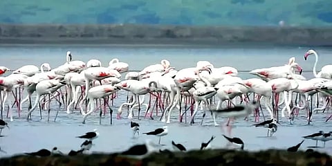 இதமான தட்ப வெப்பநிலை: கோடியக்கரை சரணாலயத்தில் குவியும் வெளிநாட்டுப் பறவைகள்