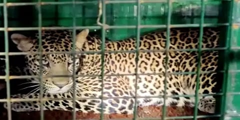 கோவை அருகே மக்களை அச்சுறுத்தி வந்த சிறுத்தை பிடிபட்டது