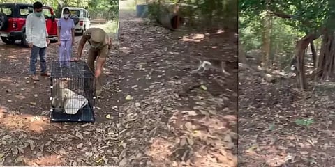 வெற்றிகரமாக நடந்த அறுவை சிகிச்சை - கிண்டி தேசிய பூங்காவில் விடப்பட்ட குரங்கு