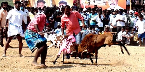 பாய்ந்து வந்த கிடாவை பக்குவமாய் முட்டி நிறுத்தி பரிசுகளை தட்டிச்சென்ற கிடாக்கள்