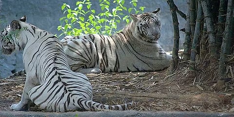 விலங்குகளுக்கு கொரோனா பாதிப்பு இல்லை - வண்டலூர் பூங்கா நிர்வாகம் அறிக்கை