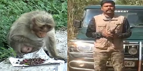 சாலையோரம் வனவிலங்குகளுக்கு உணவளிக்க வேண்டாம்: வன அலுவலர் வெளியிட்ட விழிப்புணர்வு வீடியோ