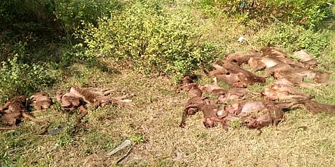 திருச்சி: ஒரே இடத்தில் இறந்து கிடந்த 24 குரங்குகள்: கொல்லப்பட்டதா என வனத்துறையினர் விசாரணை