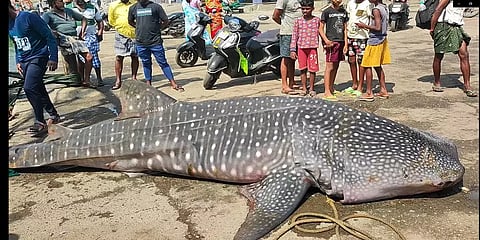 ’10-அடி நீளம்; 2-டன் எடை’ - வலையில் சிக்கி ராட்சத "உடும்பு சுறா" - மிரண்டுபோன குமரி மீனவர்