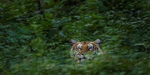 10 ஆண்டுகளில் இருமடங்கான எண்ணிக்கை.. சத்தியமங்கலம் புலிகள் காப்பகத்திற்கு சர்வதேச விருது