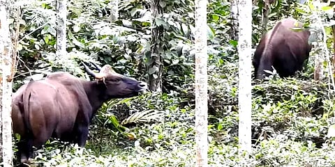 நீலகிரி: ஊருக்குள் புகுந்த காட்டெருமைகள் - அச்சத்தில் மக்கள்