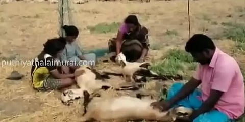 கமுதி: சோள பயிரை மேய்ந்த 78 செம்மறி ஆடுகள் திடீர் உயிரிழப்பு- வேதனையில் விவசாயி