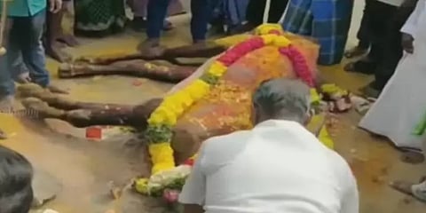 உயிரிழந்த கோயில் காளைக்கு இறுதி சடங்குடன் நல்லடக்கம் செய்த 7 ஊர் கிராம மக்கள்