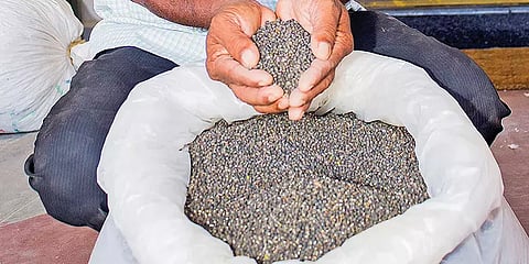 திருவாரூர்: மாவட்டத்தில் உளுந்து பயிர் விளைச்சல் அமோகம்; நம்பிக்கையில் விவசாயிகள்