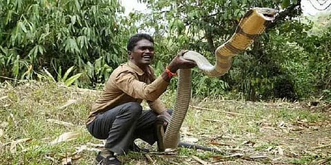 கேரளா: பாம்பு பிடிப்பதில் வல்லவரான 'வாவா சுரேஷை' நாகப்பாம்பு கடித்தது
