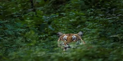 தமிழகத்தின் தேசிய நெடுஞ்சாலையில் ராஜநடை போட்ட புலி: நெட்டிசன்களை கவர்ந்த வீடியோ