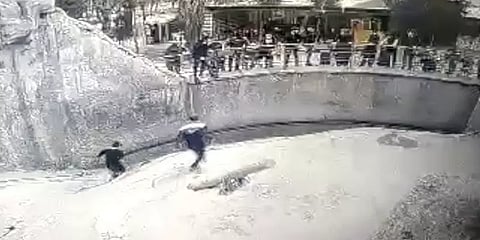 கரடியின் கூண்டில் 3 வயது குழந்தையை தூக்கியெறிந்த கொடூர தாய்! - பதைபதைக்கும் வீடியோ