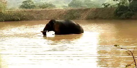 ஓசூர்: குட்டையில் ஆனந்த நீராடிய ஒற்றை காட்டு யானை!
