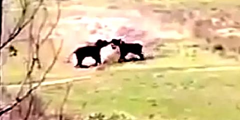 வால்பாறை: புழுதி பறக்க சண்டை போட்டுக் கொண்ட காட்டு யானைகள் - வைரலாகும் வீடியோ