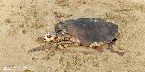 தடுக்கப்படுமா இந்த துயரம்! - மரக்காணம் கடற்பகுதியில் தொடர்ந்து உயிரிழக்கும் ஆமைகள்!