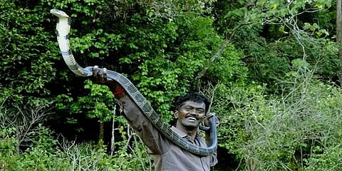 வாவா சுரேஷ் எனும் நாகப்பாம்புகளின் நாயகன் : கடிகள்.. காயங்கள் புதிதல்ல-தவறு நடந்தது எங்கே?