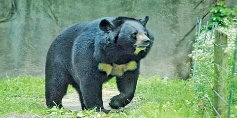 வண்டலூர் பூங்காவில் பராமரிக்கப்பட்டு வந்த 24 வயதான ஹிமாலயன் கரடி உயிரிழப்பு