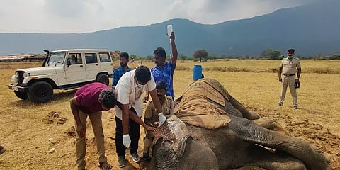 உடல்நலக்குறைவால் தனியார் தோட்டத்தில் மயங்கி விழுந்த பெண் யானை - வனத்துறையினர் சிகிச்சை
